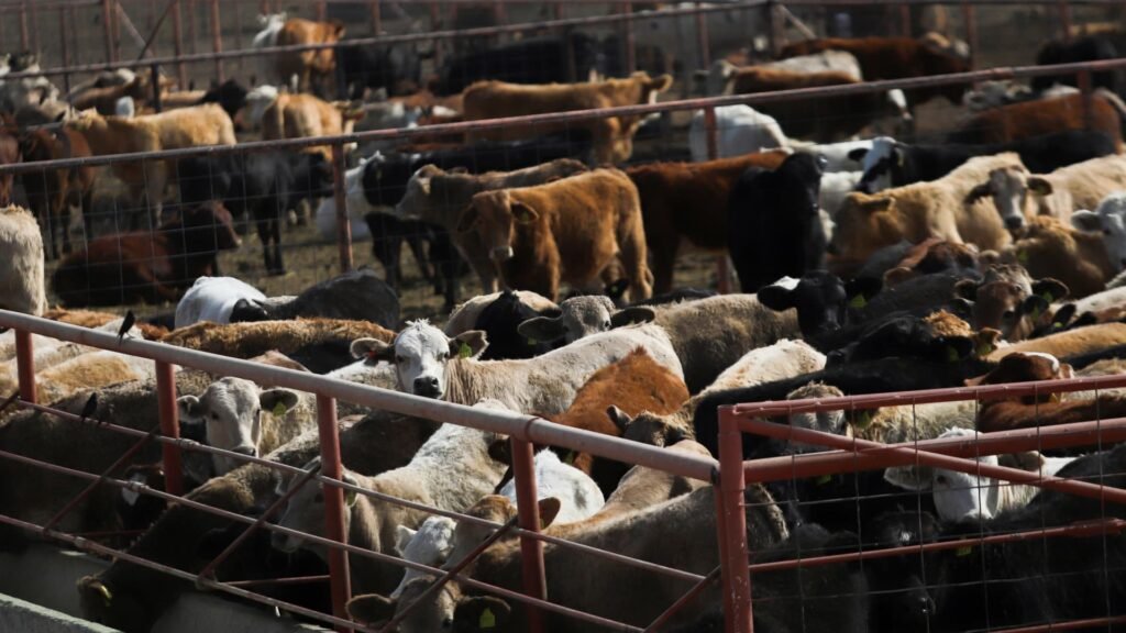 Why cattlemen say Trump talk of Argentine beef imports is no solution